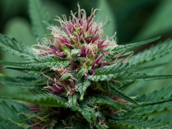 Cannabis Industry 2020 Predictions, Julie Weed